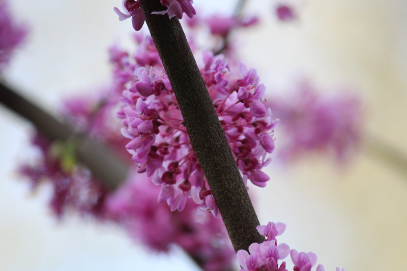 closeup, focus on foreground, tree, flowering plant, growth, sheet, park, wild plant, fragility, no people, freshness, springtime, lilac, tashkent, blossom
