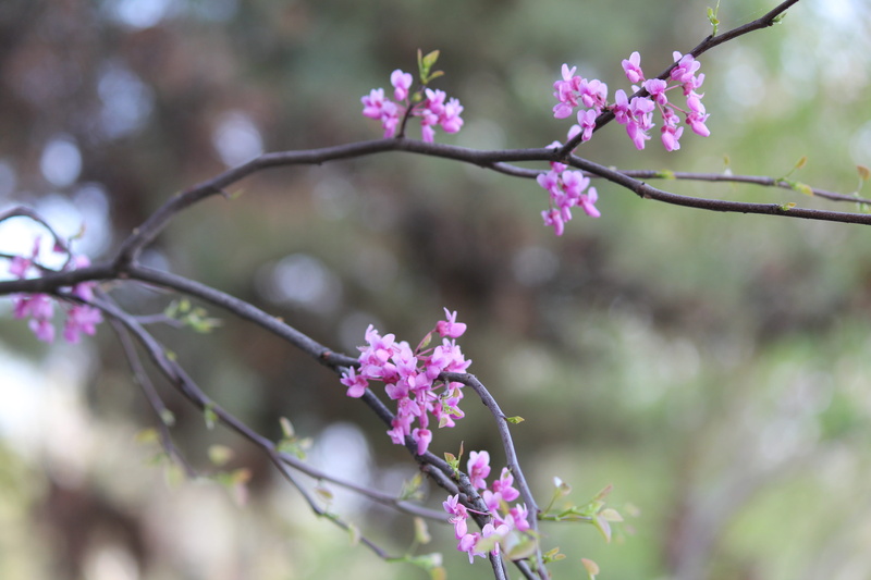 flowers, freshness, tree, sheet, day, blooming, bud, focus on foreground, plant, cherry blossom, vulnerability, inflorescence, krupnyj plan, outdoors, purple