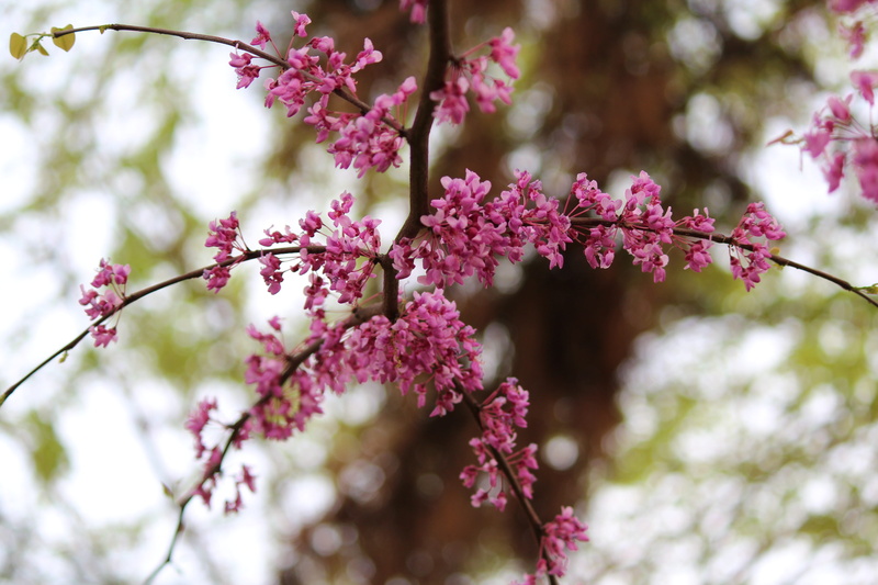 springtime, spring, pink flower, flowers, pink, blue sky, leaves, season, anitanola, bunch of flowers, branch, flower head, flowering plant, bloom, shoots