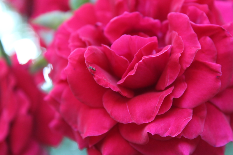 beauty in nature, plant, bud, tashkent, flower, focus on foreground, red, fragility, backgrounds, uzbekistan, pink, petal, freshness, flower head, vulnerability