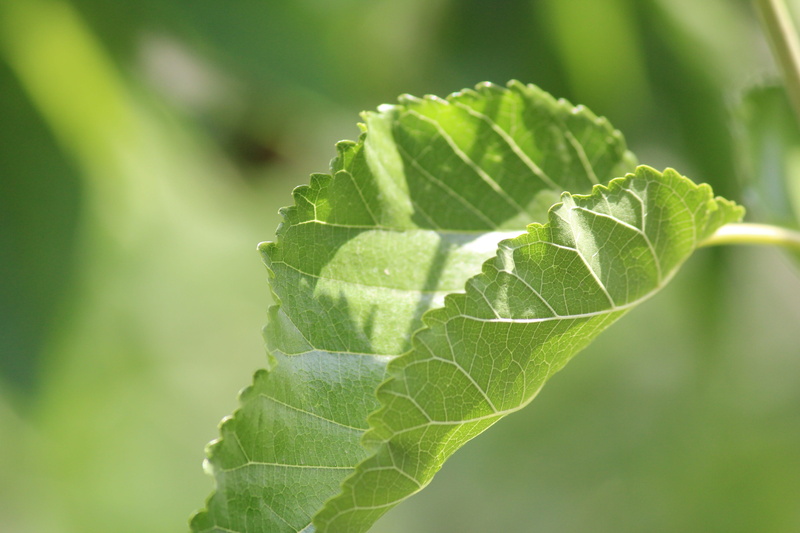wellbeing, agriculture, healthy eating, tree, food, tashkent, sheet, gardening, spring, food and drink, single object, blooming, leaf vein, herb, 5K, close-up
