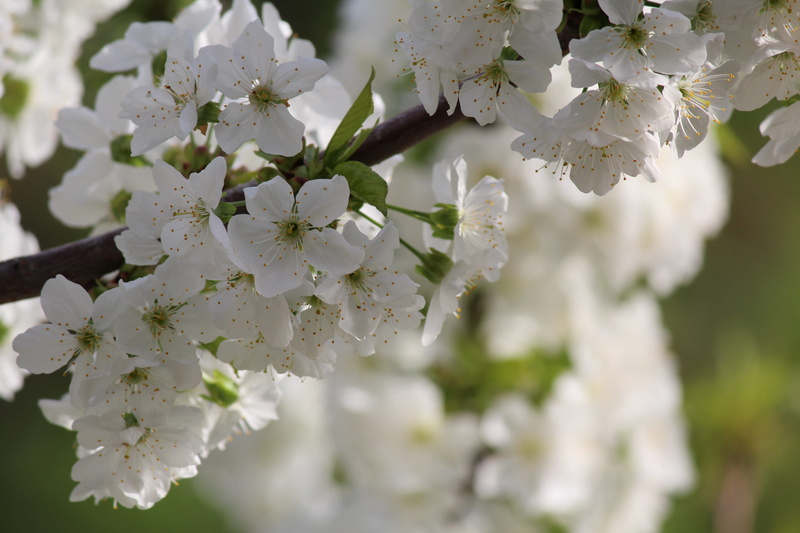 outdoors, white color, colorful, plant, petal, pollen, cherry, nature, spring, cherry tree, springtime, bloom, flowering plant, branch, focus on foreground
