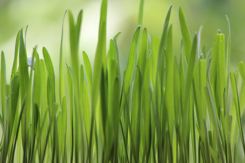 field, plant part, growth, day, green color, backgrounds, greens, beauty in nature, leaf, uzbekistan, blade of grass, bamboo - plant, tashkent, close-up