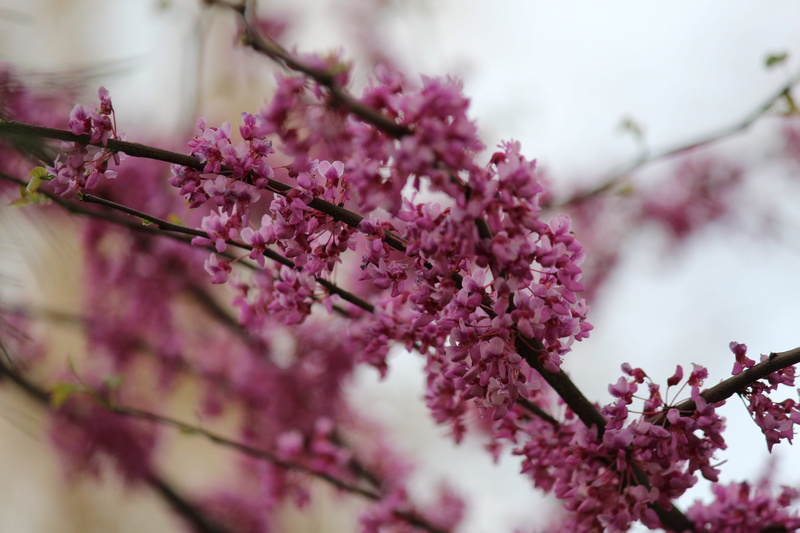 bud, summer, outdoors, cherry tree, flowering plant, lilac, springtime, blooming, beauty in nature, uzbekistan, no people, nature, park, flower, cherry blossom