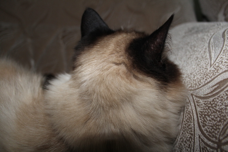 relaxation, grey, small, fur, furry, bed, siamese, looking for, tashkent, animals, feline, 5K, one animal, sleeping, no people, pets, close-up, portrait