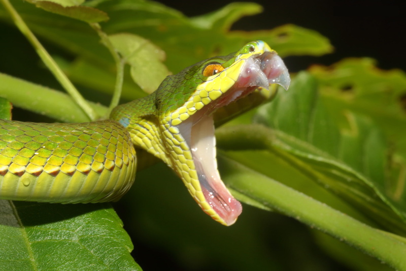 Balogova keffiyeh, snake, Viper, 1080P