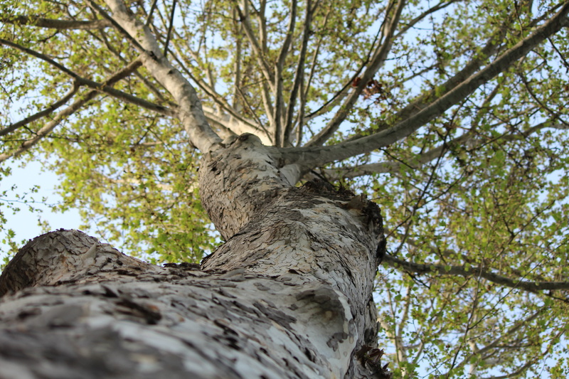 tree, close-up, living nature, tree canopy, sky, tashkent, trunk, nature, green forest, branch, garden, wood, textured, travel, spring, day, 5K, greens