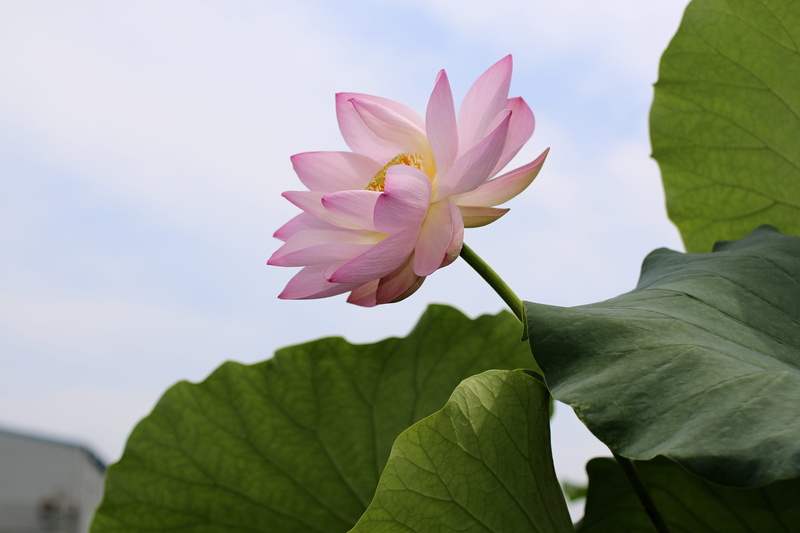 close-up, the beauty, Beauty, flower head, outdoors, fragility, nature, rose petals, beauty in nature, flower, springtime, water lily, 5K, gun cotton