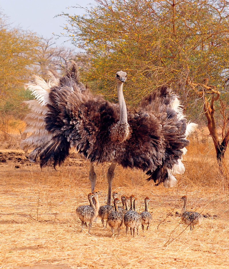 land, environment, animal, outdoors, mammal, field, vertebrate, 1080P, animals in the wild, bird, nature, plant, long, landscape, chicks, no people, ostrich