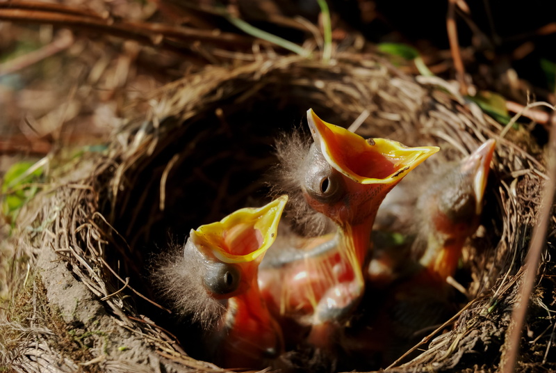 4K, animal family, clutch, nest, family, group of animals, vertebrate, brown, animal, closeup, mouth, outdoors, three, bird, animal wildlife, beak, animals in the wild