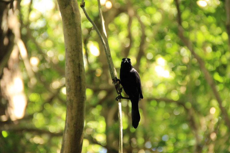 clutched, nature, 5K, sunlight, animals, forest, outdoors, brewer’s blackbird, yellow eye, animal, tree, focus on foreground, plant, no people, growth