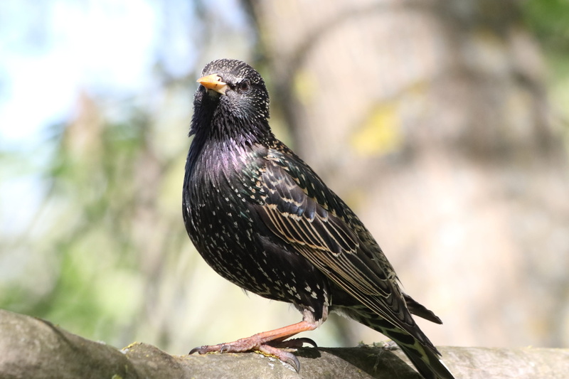 clutches, day, perching, focus on foreground, solid, spring, vertebrate, animal, starling, one animal, animal wildlife, animal themes, branch, outdoors
