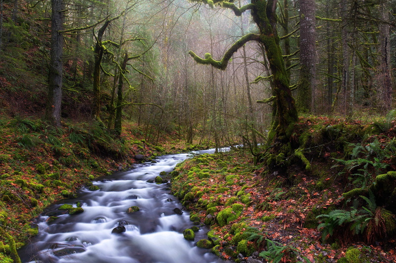 outdoors, motion, water, scenics - nature, forest, tranquil scene, landscape, stream - flowing water, woodland, trunk, trees, beauty in nature, flowing water