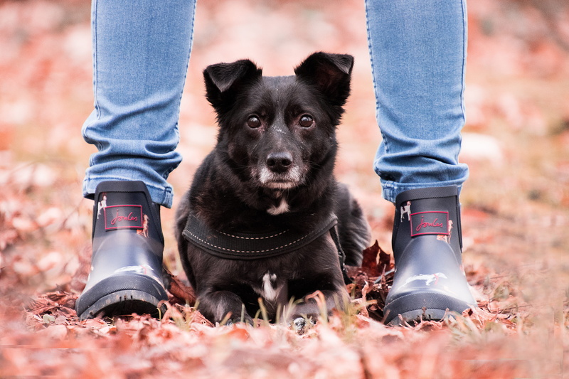pants, jeans, autumn, body part, friendship, domestic, mammal, shoes, outdoors, casual clothing, human, feet, love, 5K, leaves, trust, human foot, legs