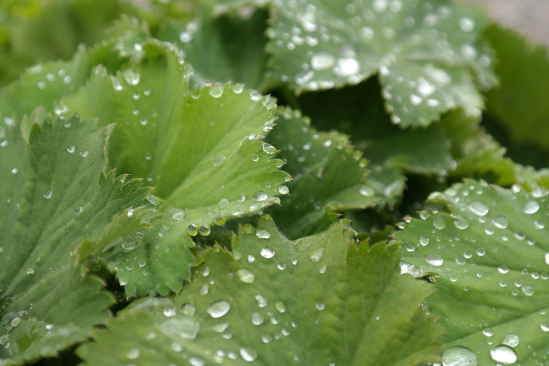 nominal corner, alchemilla acutiloba opiz, framanteikraut, common ladys mantle, our women love coat, outdoors, plant part, food, close-up, drip, mantle herb