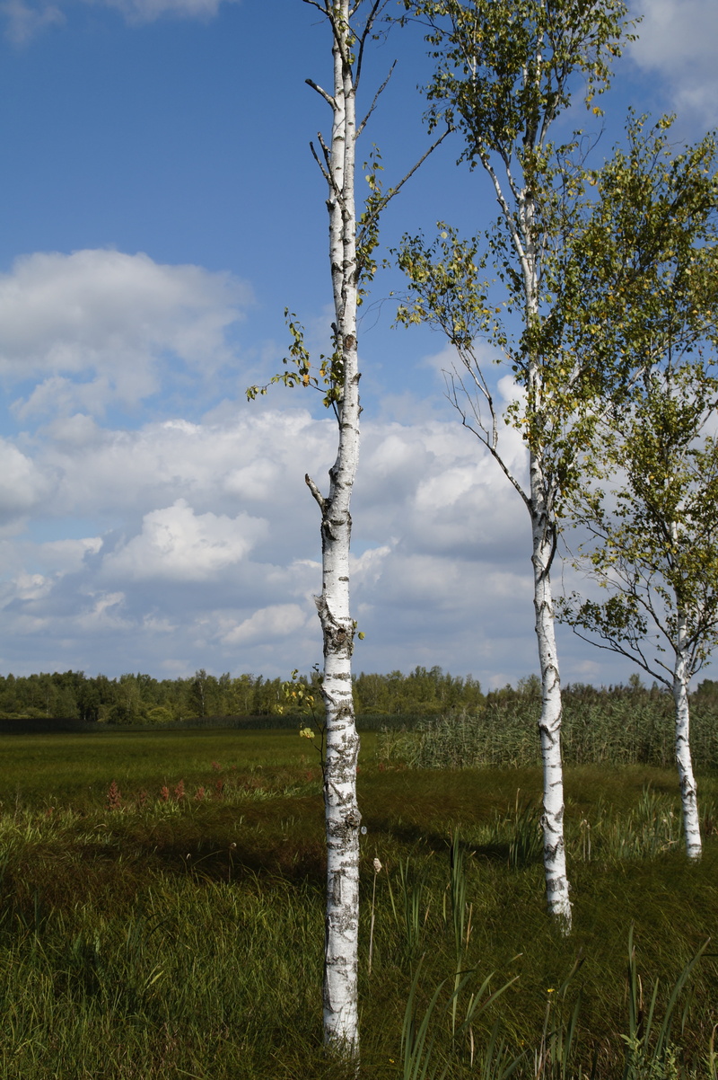 nature conservation, scenics - nature, tranquil scene, wetland, moorland, sky, reed, 5K, tranquility, tree trunk, beauty in nature, land, outdoors, nature reserve