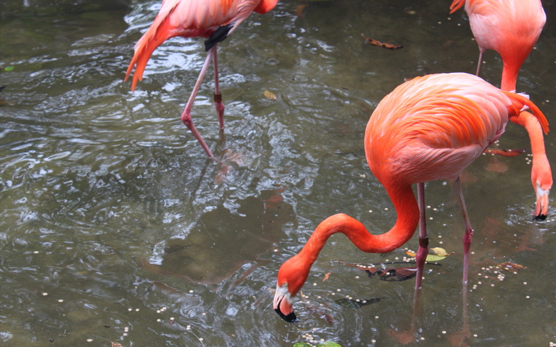 lake, animal themes, rippled, water, nature, flamingo, orange color, beaks, mud, 2K, animal, food, adapted, animal neck, animals in the wild, drinking