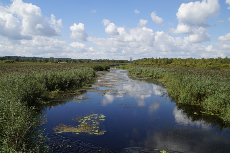 swamp, nature, 5K, reflection, green color, plant, coots, Spring Lake, reed, clouds, grass, environment, southern germany, nature conservation, silted
