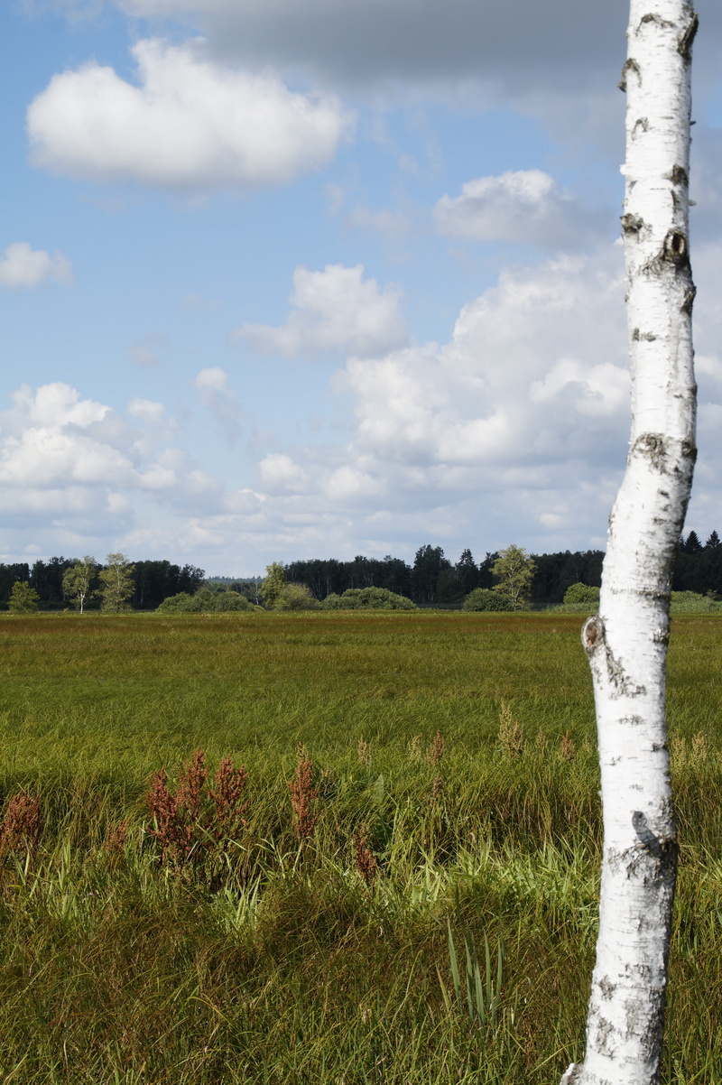 tranquility, outdoors, tranquil scene, tree, silted, nature, 5K, wetland, rural scene, beauty in nature, land, moorland, sky, summer, plant, no people
