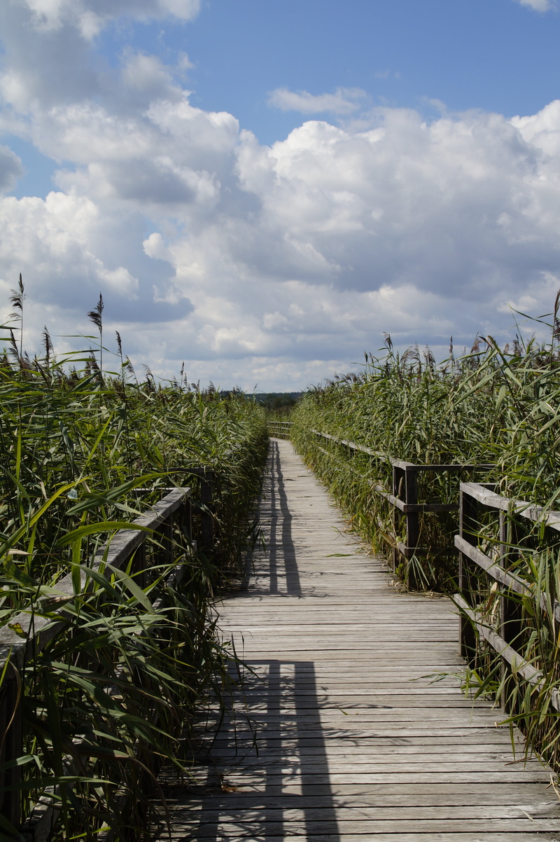 cloud - sky, long, footpath, clouds, outdoors, web, wood - material, wood paneling, railing, grasses, 5K, bridge, growth, no people, beauty in nature