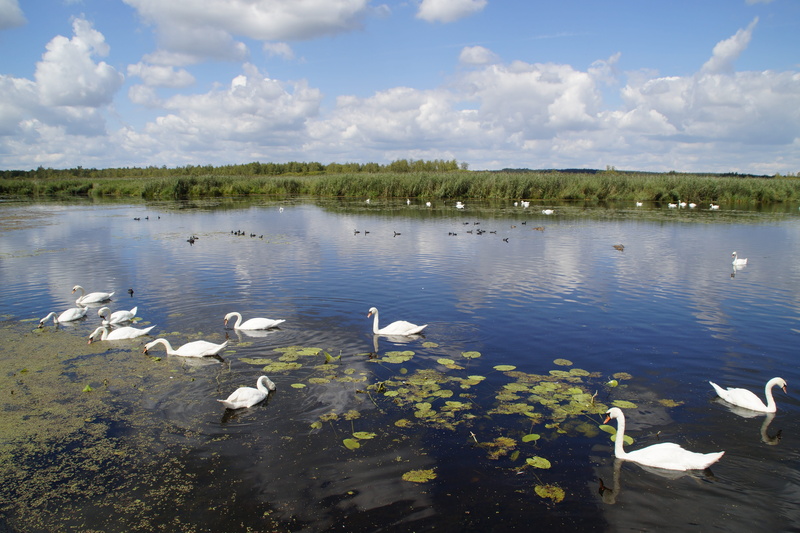 animal world, Landscape, Spring Lake, animals in the wild, large group of animals, group of animals, beauty in nature, moorland, southern germany, animal wildlife