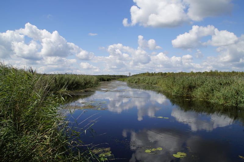 baden württemberg, tranquil scene, reed, day, green color, coots, 5K, non-urban scene, growth, southern germany, clouds, moorland, environment, water