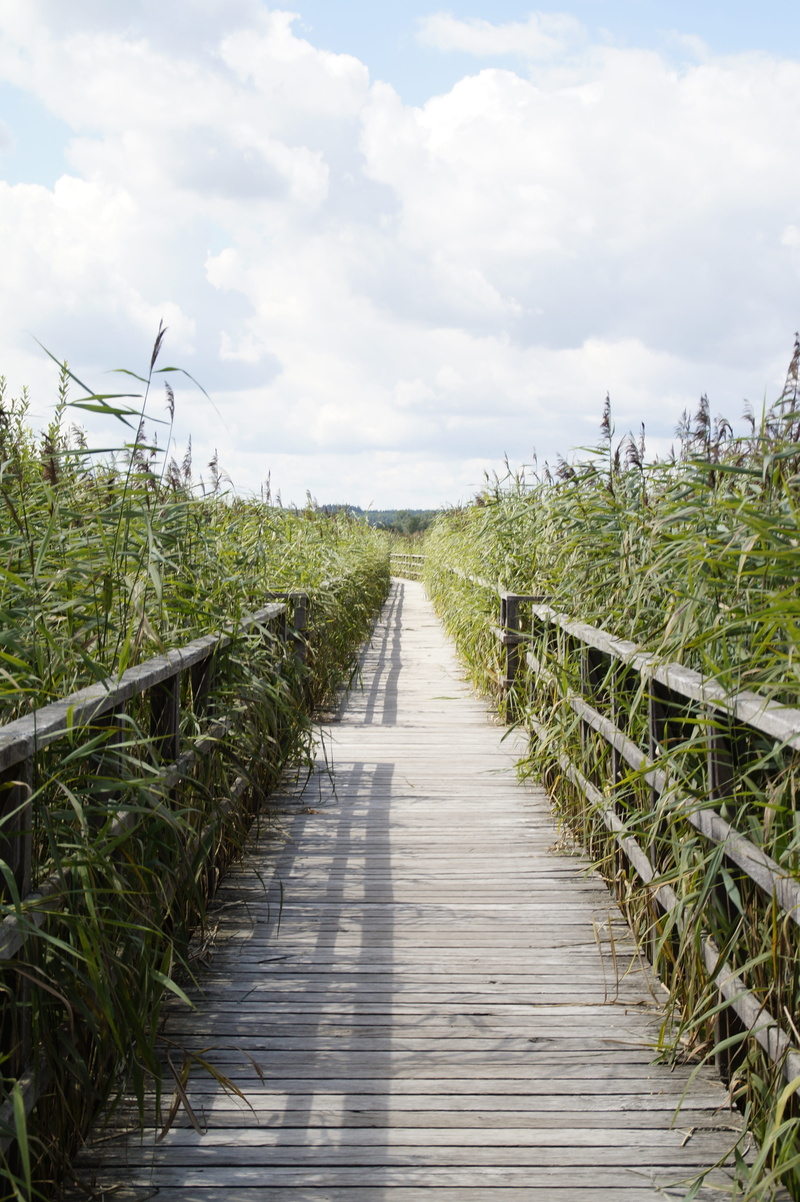 beauty in nature, footpath, wooden boards, nature reserve, clouds, outdoors, web, vanishing point, landscape, long, nature conservation, cloud - sky, direction