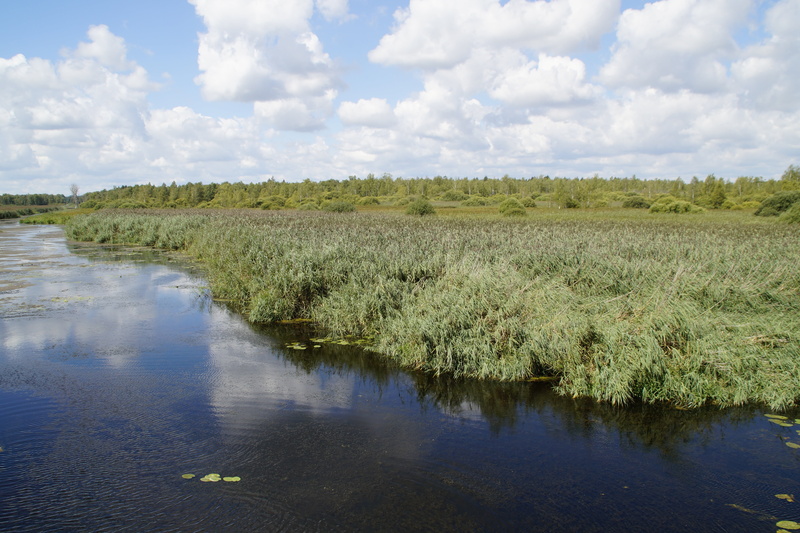 mirroring, environment, tranquility, grass, moor, cloud - sky, wetland, day, grasses, moorland, plant, baden württemberg, nature reserve, summer, southern germany