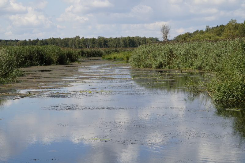 growth, nature conservation, outdoors, reflection, tranquil scene, nature, sky, day, summer landscape, swamp, southern germany, landscape, silted, lake
