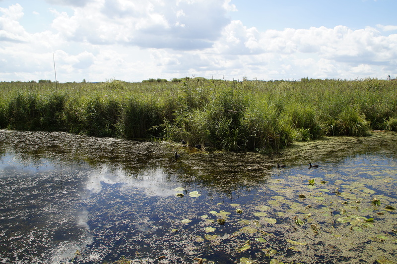 no people, reed, baden württemberg, nature, summer landscape, beauty in nature, Nature Reserve, outdoors, green color, sky, southern germany, water, swamp