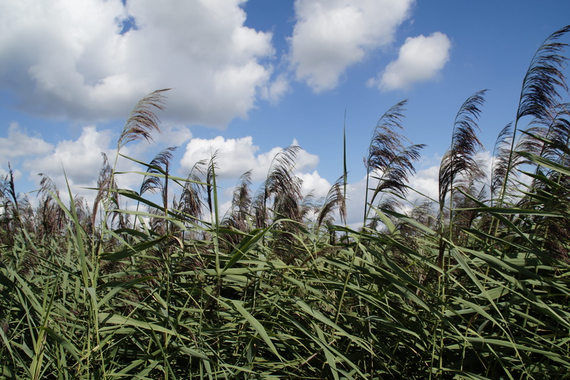 summer landscape, reed, environment, field, scenics - nature, no people, silted, growth, Nature Reserve, Spring Lake, wetland, green color, sky, crop, tranquility