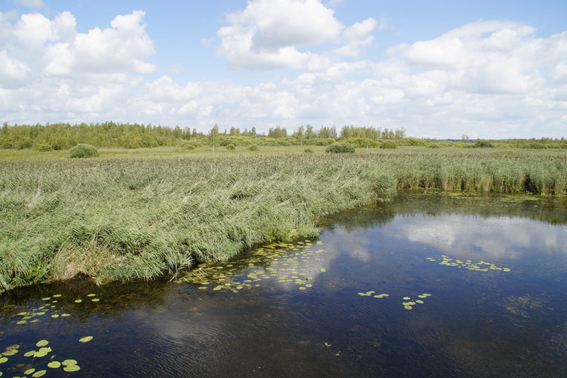 nature, tranquility, wetland, silted, lake, water, 5K, mirroring, southern germany, clouds, day, moorland, tree, beauty in nature, cloud - sky, waters