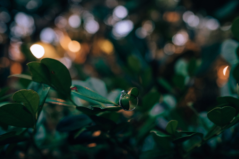 photography, flower, bokeh, nature, 5K, animal, no people, selective focus, illuminated, sea life, close-up, aquatic, growth, outdoors, sunlight, lowlight