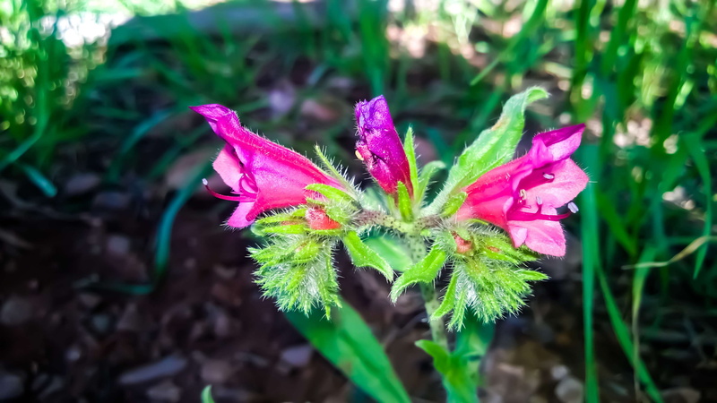 fragility, najib, petal, field of flowers, plant, growth, focus on foreground, leaf, beauty in nature, 2K, close-up, purple, nature photography, pink