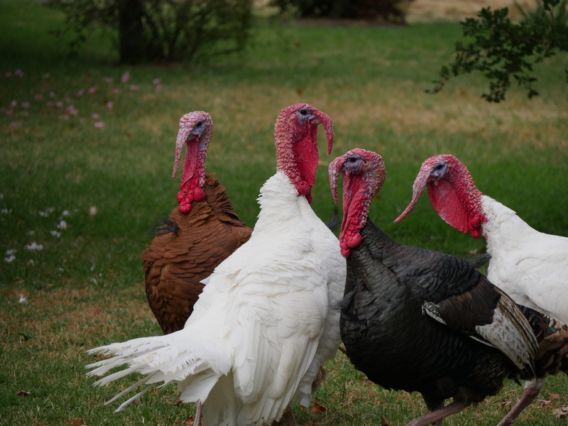 turkey, two animals, grass, day, rafter, land, plants, 5K, lowlight, aggression, outdoors, domestic animals, animal, group of animals, field, near, gang