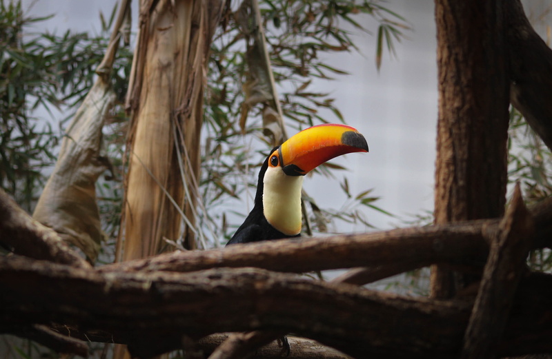 animal wildlife, focus on foreground, animals in the wild, no people, photography, tree trunk, day, animal themes, yellow, toucan, vertebrate, one animal