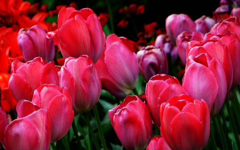 pink, vulnerability, inflorescence, flowering plant, 2K, flower bed, day, colorful, no people, flora, tulip fields, sharpness game, pink color, fragility