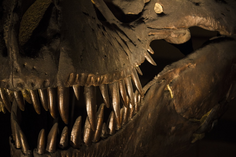 aggression, natural history museum, no people, outdoors, warning sign, animals in the wild, museum, bone, sharp, vertebrate, fear, close-up, 5K, animal
