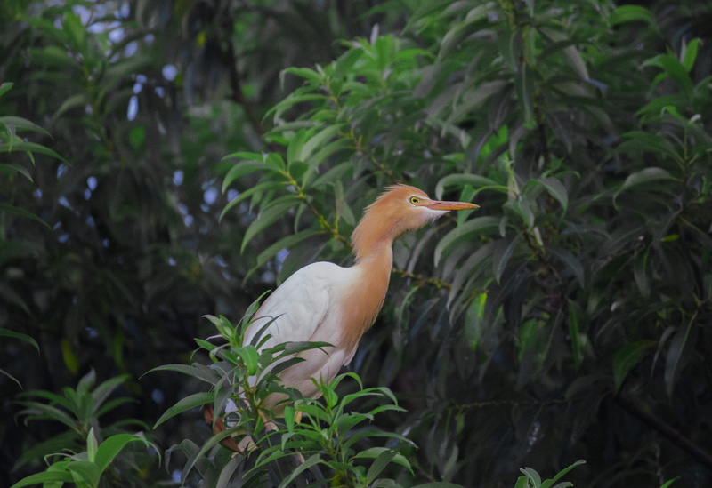 no people, lowlight, bird, beauty in nature, outdoors, eveningshot, karimanti, ranganathittu bird sanctuary, ranganathittu, cattleegret, growth, wild, perching