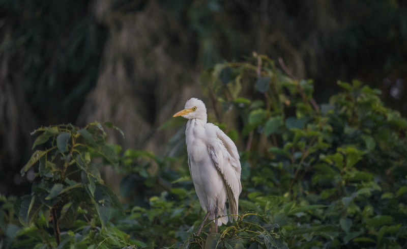 wild, forest, cattleegret, leaf, tree, karimanti, birds, plant part, 4K, perching, canon, ranganathittu bird sanctuary, india, bird, animal body part