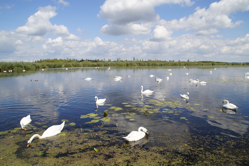 5K, reed, swans, tributary, beauty in nature, clouds, day, mirroring, Spring Lake, majestic, floating on water, large group of animals, southern germany