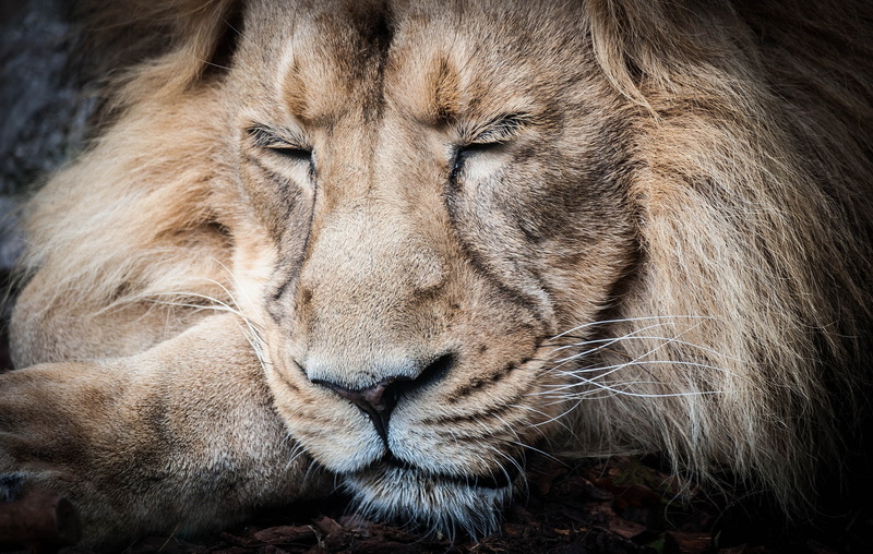 whisker, big cats, mammal, no people, animals, 1080P, relaxation, animal head, lion, animals in the wild, one animal, cat, animal wildlife, animal body part