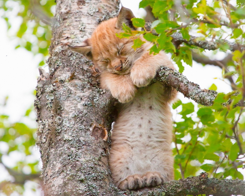 1080P, Cats, Big Cat, Sleeping, Baby Animal, Branch, Lynx, Cub