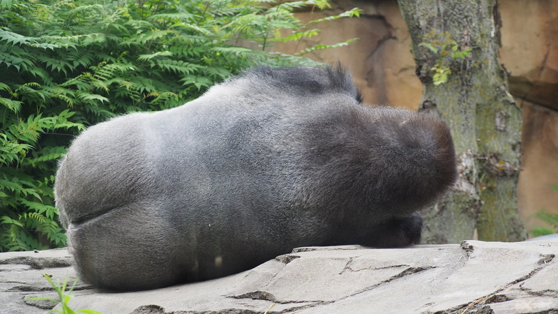 relaxation, animal wildlife, black color, tired, animals in the wild, gorilla butt, herbivorous, funny, animal themes, day, ape, sleeping, wild, butt, monkey