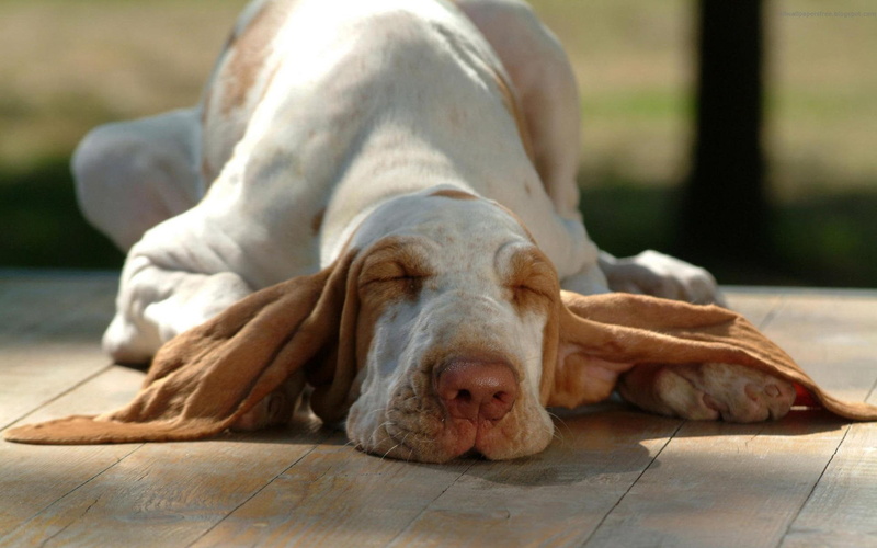 1080P, cute, animals, afternoon, big ears, soooo, lazy, sleep