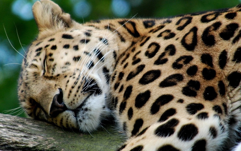 looking, sleeping, undomesticated Cat, one animal, animal, vertebrate, zoo, animal head, 1080P, animals And Pets, outdoors, animals In The Wild, wildlife