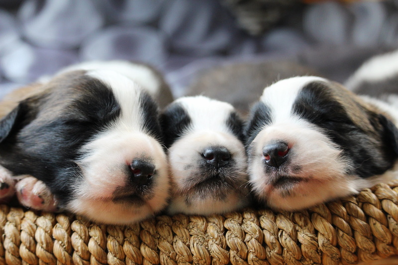 sleep, two animals, dog, small, togetherness, pets, lying down, happy, animal, young animal, domestic animals, animal head, group of animals, adorable