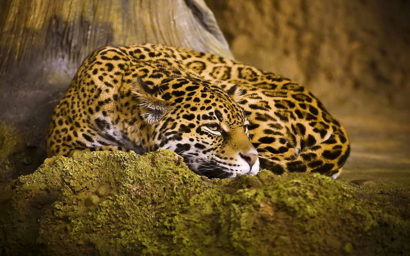 wildlife, animal wildlife, feline, animal Head, mammal, tropical Rainforest, animals In The Wild, undomesticated Cat, outdoors, nature, large, vertebrate
