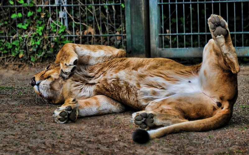zoo, animals In The Wild, lion, fur, cat, pets, cute, day, safari Animals, africa, carnivore, vertebrate, animal wildlife, eyes closed, big Cat, relaxation