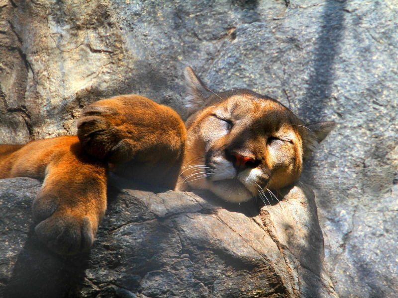 sleep, feline, outdoors, tree, brown, puma, mammal, day, 1080P, vertebrate, solid, animals In The Wild, cat, fur, lioness, stones, one animal, whisker